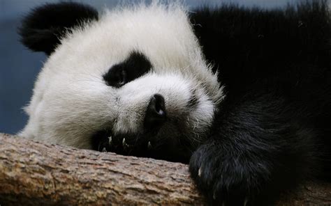 Panda Bear White Black Bear Cute Paw Sleep Panda HD Wallpaper