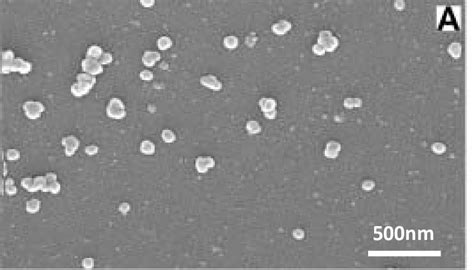 Sem Of Spherical Bioactive Glass Nanoparticles With The Formulation Download Scientific Diagram