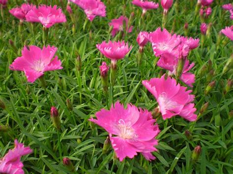 Dianthus Pinks Carnation Our Plants Kaw Valley Greenhouses