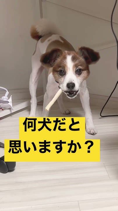 柴犬によく間違われるけど実はこの犬 Shorts Youtube