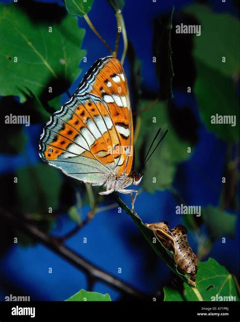 Butterfly Limenitis Populi Hi Res Stock Photography And Images Alamy