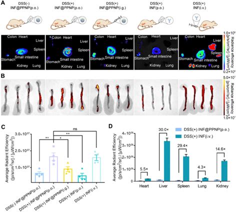 Biodistribution Of Antibody Via Various Administration Routes A