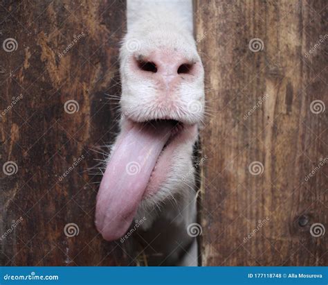 White Goat Sticks Its Tongue With Its Muzzle Over The Fence Funny