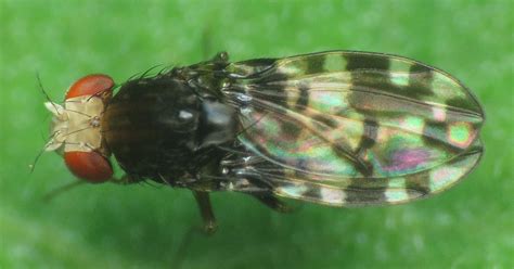 Drosophilidae Biodiversidad Farallones Del Citar