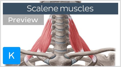 Scalene muscles: origins, insertions, innervation and actions (preview ...