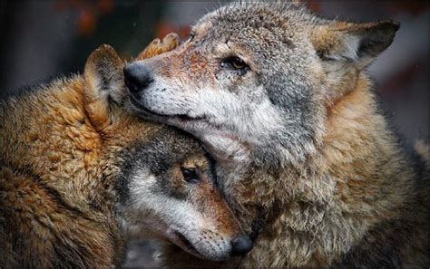 🔥 50 Wolves In Love Wallpapers Wallpapersafari