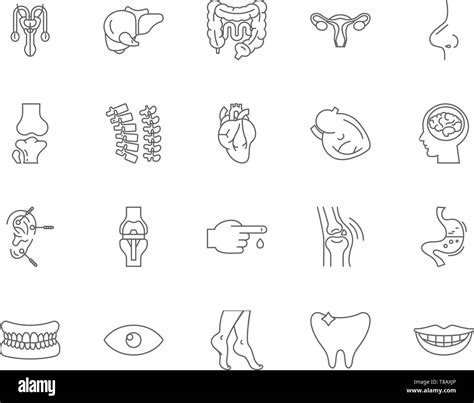 Cuerpo Humano Los Iconos De Línea Signos Vector Ilustración Esquema