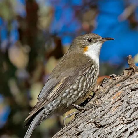 White Throated Treecreeper Facts Diet Habitat And Pictures On