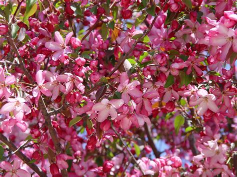 Fotos gratis manzana árbol rama hoja pétalo florecer Produce