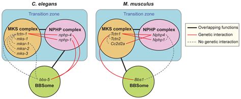 Genetic Interactions Between Transition Zone Complexes And The BBSome