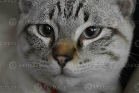 Portrait of a Domestic Shorthair Tabby Cat Face 32136215 Stock Photo at Vecteezy