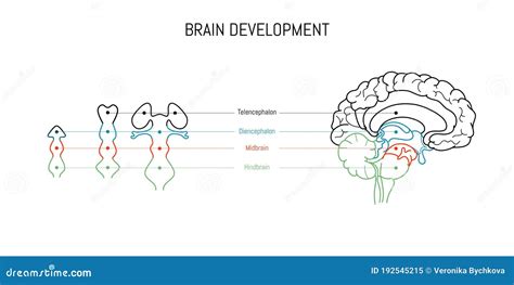 Neurociência Infográfica Sobre Fundo Branco Evolução Do Cérebro Humano