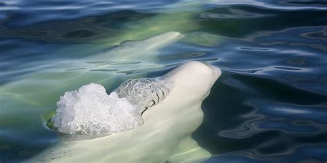 Orcas Und Beluga Wale In Kanada Kanada Reisen And Informationsportal