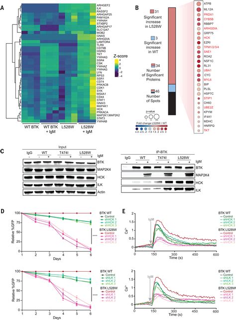 Kinase Impaired BTK Mutations Are Susceptible To Clinical Stage BTK And