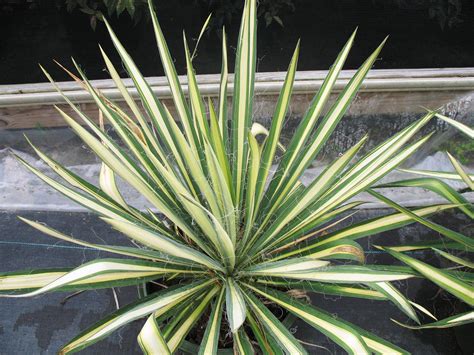 Online Plant Guide Yucca Filamentosa Golden Sword Golden Sword Yucca