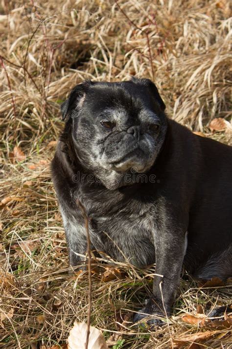 Pug Mops Named Adelheid Doing Winter Sun Relaxing On A Field Stock