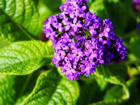 Info On Heliotrope Flowers - How To Grow Heliotrope And Heliotrope Care | Gardening Know How