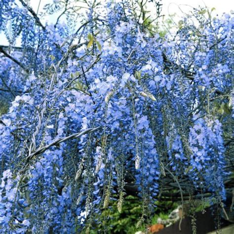 One Chinese Blue Moon Wisteria Tree 1 Ft Tall Live Plant Etsy