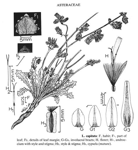 Launaea Capitata