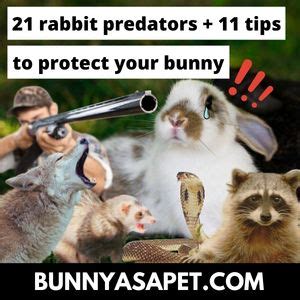 21 Rabbit Predators + 11 Tips To Protect Your Bunny – BunnyAsAPet