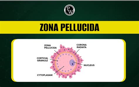 Zona Pellucida, Diagram Function, Structure, And Formation