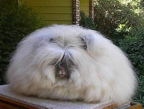 The Most Fluffy Rabbit In The World Allrefer