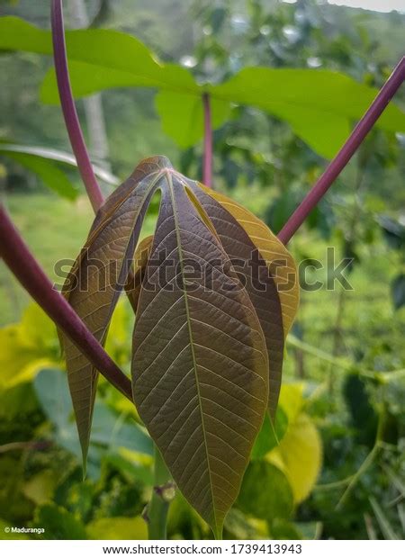 Beauty Natural Cassava Green Leaves Stock Photo 1739413943 Shutterstock