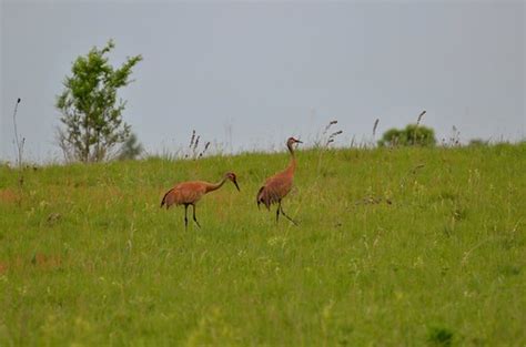 Sandhill Cranes Minnesota Sherburne County Sherburne Na Flickr