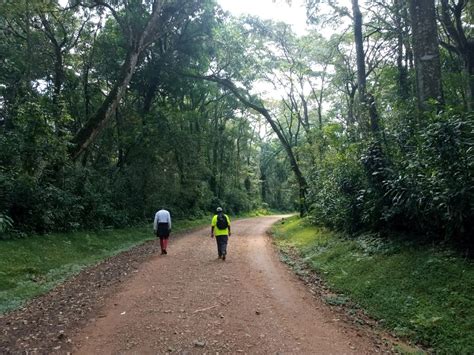 Hike 032: Kakamega Forest – Hiking Adventures