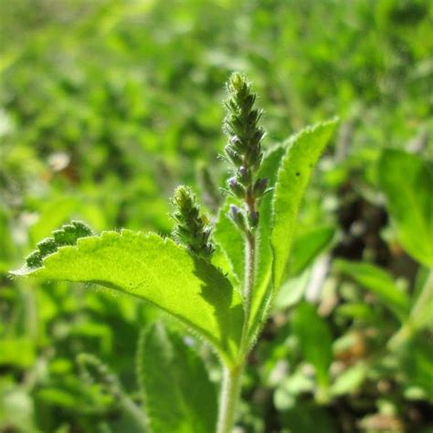 Veronica Officinalis Echter Ehrenpreis WildBlumenLiebe