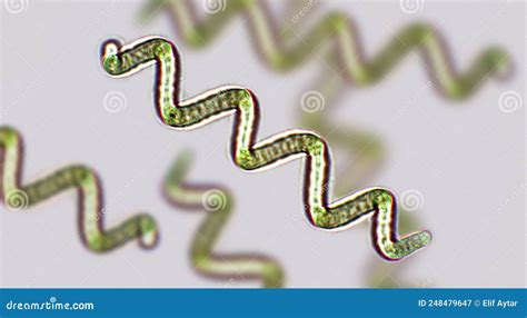 Spirulina Sp Algae Under Microscopic View X100 Cyanobacteria That Can