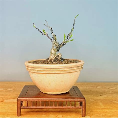 Magnolia Stellata Bonsai Altezza Albero Cm Profondit Albero