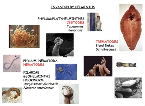 Week Nematodes Trematodes Flashcards Quizlet