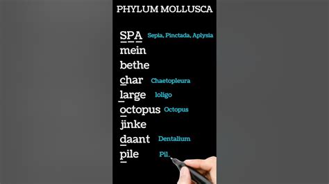 Phylum Mollusca Examples Trick Animal Kingdom Class 11th Neet