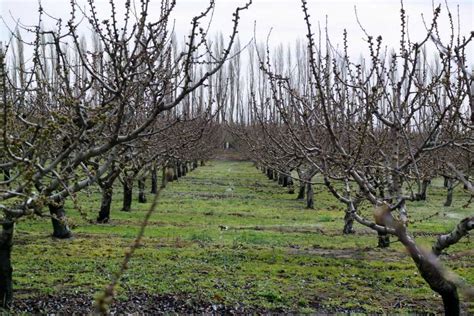 Créer un verger et choisir ses arbres fruitiers