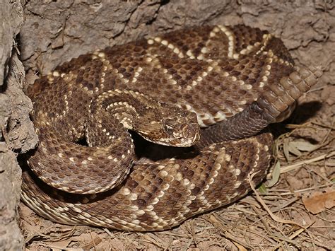 Pan1402 Neotropical Rattlesnake Crotalus Durissus Terrifi Flickr