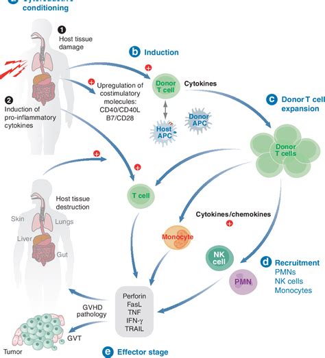 Immunobiology Of Allogeneic Hematopoietic Stem Cell Transplantation