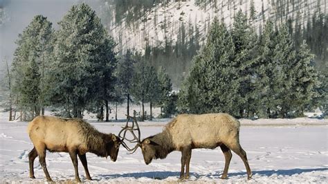 Winter Elk Wallpapers - Top Free Winter Elk Backgrounds - WallpaperAccess