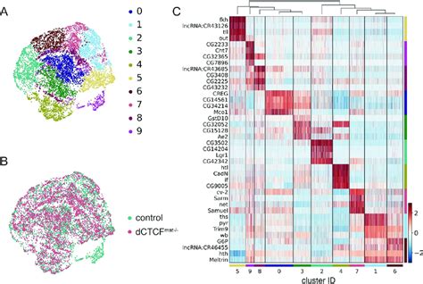 Single Nucleus Rna Sequencing Analysis Of Pre Cellularization