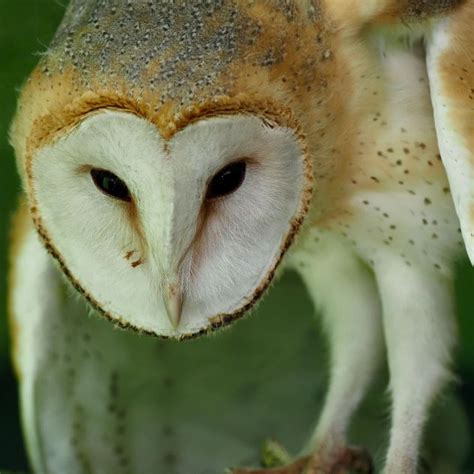 An Owls ‘shocking Color Should Hinder Hunting Scientists May Have