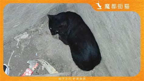 【魔都街猫】救猫十余载，第一次被猫追杀咬了屁股…｜After ten years of saving cats, I was bitten ...