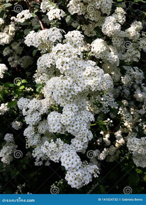 Bridal Veil Spirea Bridal Wreath Flowers Stock Photo Image Of