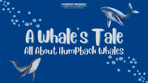 A Whales Tale All About Humpback Whales Youtube