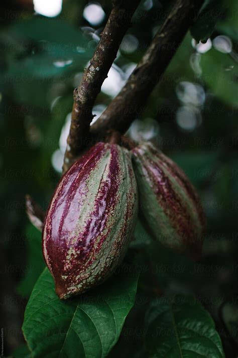 "Two Cocoa Fruits Growing On The Tree" by Stocksy Contributor "Synchro ...