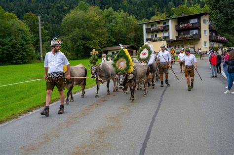 Almabtrieb In S Ll Am Wilden Kaiser Landhaus Ager