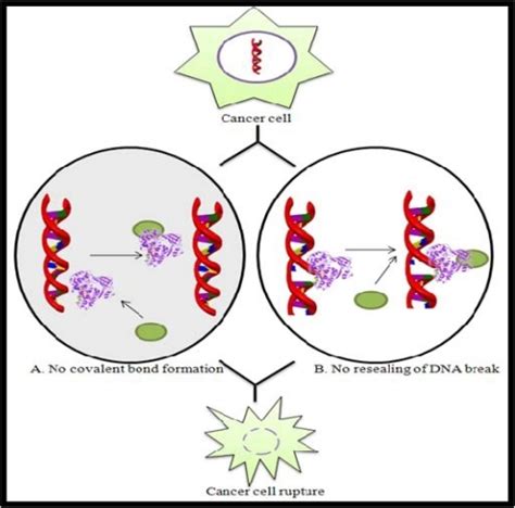 Schematic representation of the mode of action of Topoi | Open-i