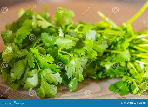 Fresh Green Cilantro Coriander Leaves On Wooden Surface Stock Image