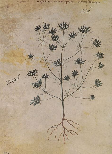 Ancient Herbal Medicine Illustration From Wiener Dioskurides