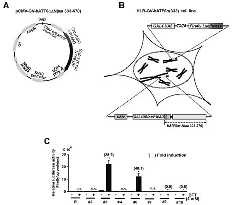 Isolation Of A Gv Hatf6α∆n333 670 Chimeric Protein Expressing Hlr