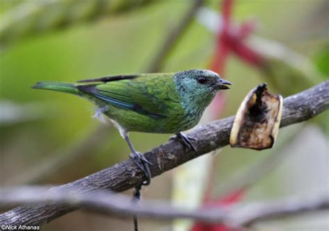 Tangara Heinei Aves De Rionegro Ant · Inaturalist